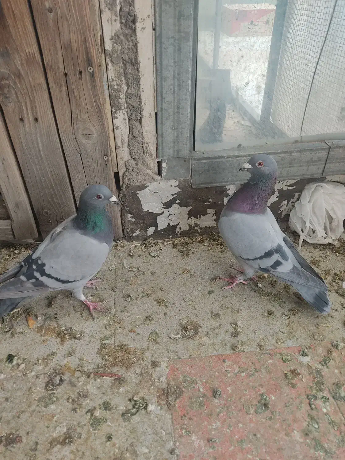 کفتر پلاکی و مسافتی اصیل و کله سبز و پاکستانی|پرنده|فردیس, شهرک شهید حسینی|دیوار