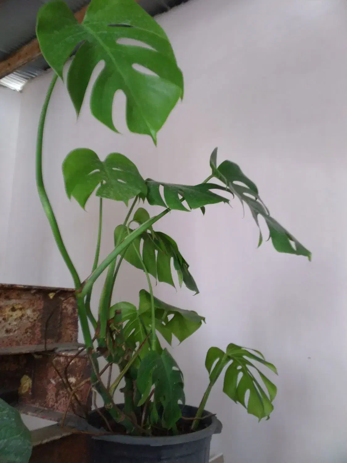 برگ انحیری|گل و گیاه طبیعی|رشت, نظری|دیوار