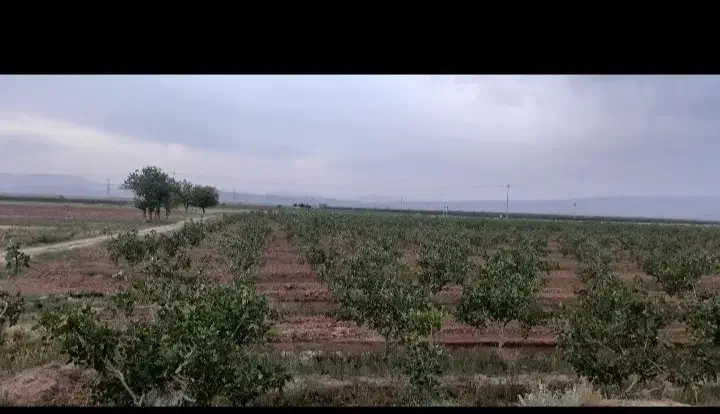 فروش باغ پسته در جنب راه آهن سلطان آباد|فروش خانه و ویلا|خوشاب, |دیوار