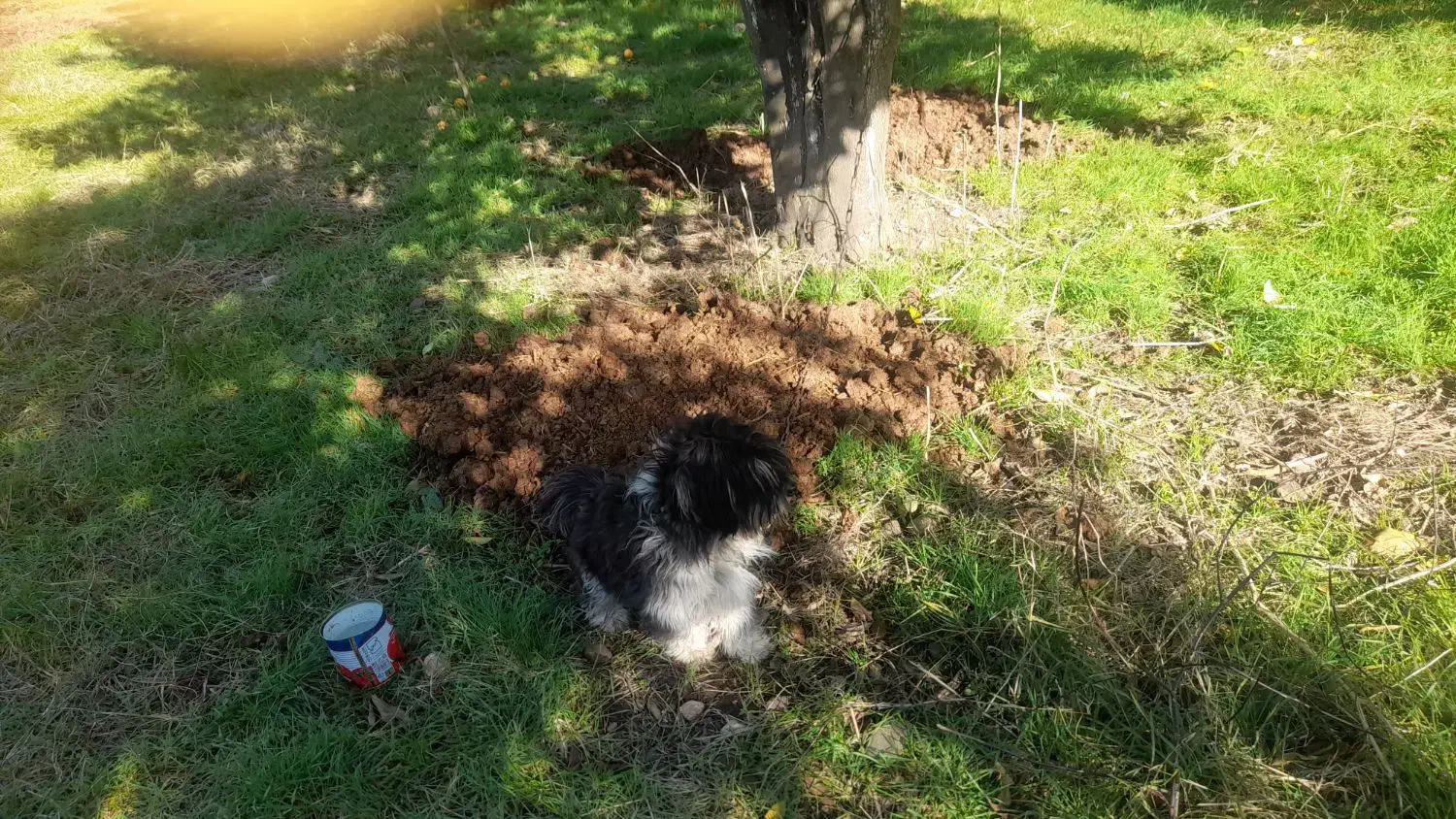 سگ پشمالو پا کوتا|سگ|نوشهر, |دیوار