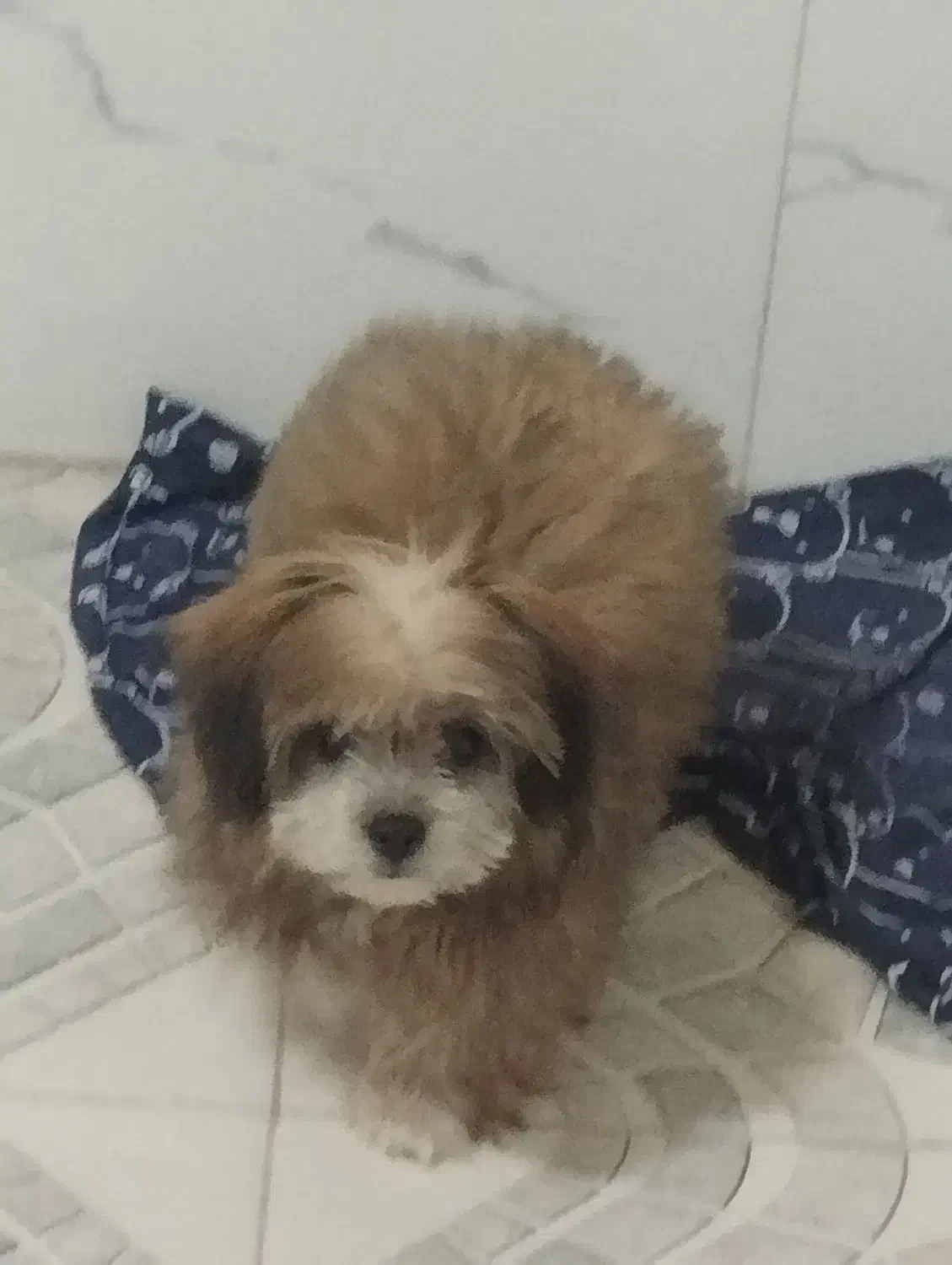 دوعدد سگ  نر و ماده  شیتزو و پامر|سگ|ورامین, ورامین|دیوار