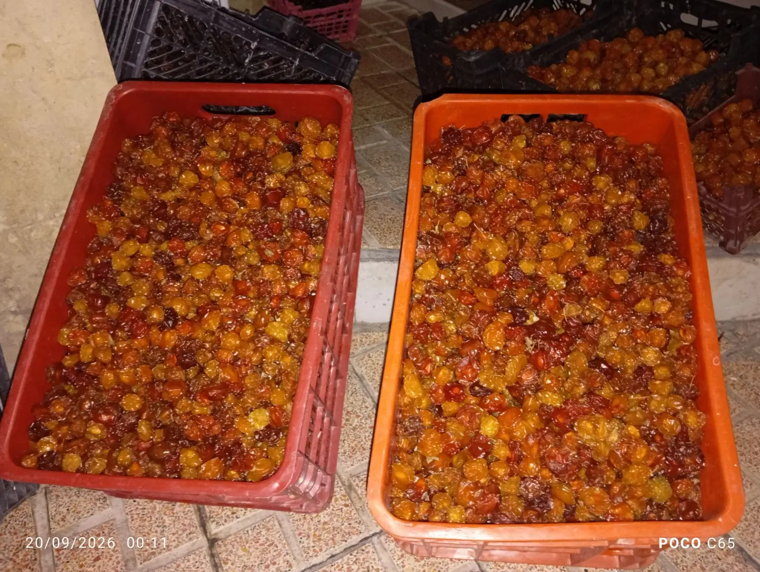 آلو خورشتی|خوردنی و آشامیدنی|تهران, نعمتآباد|دیوار