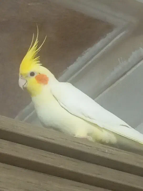 عروس هلندی|پرنده|گالیکش, |دیوار