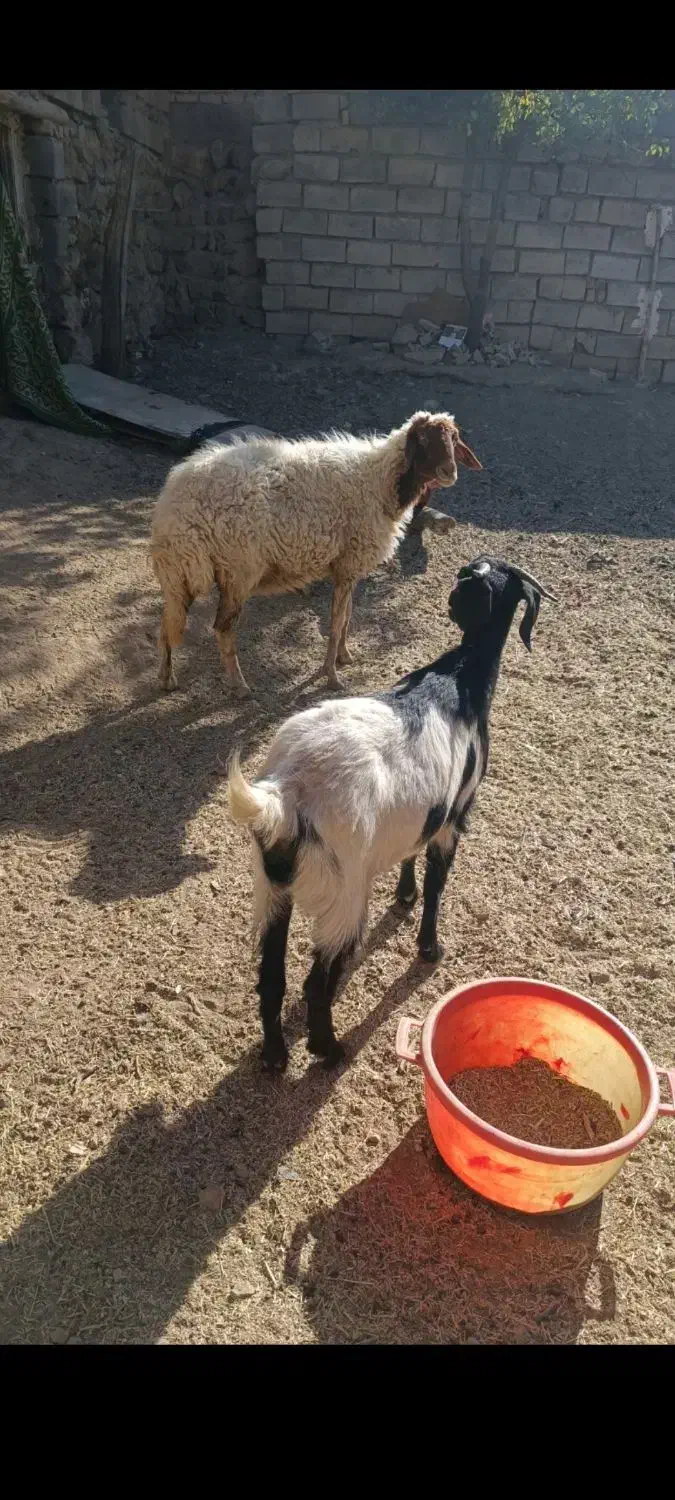 گوسفند وبزغاله|حیوانات مزرعه|دینور, |دیوار