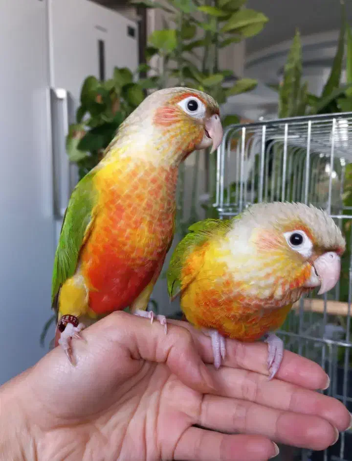 طوطی راهب و گرینچیک|پرنده|زنجان, |دیوار