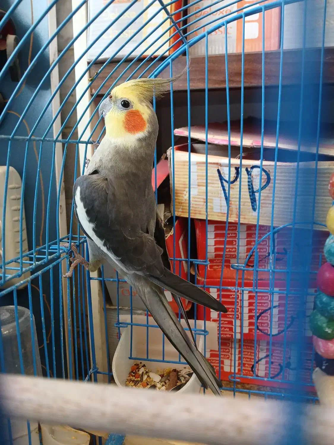 طوطی عروس نر|پرنده|رشت, باهنر|دیوار