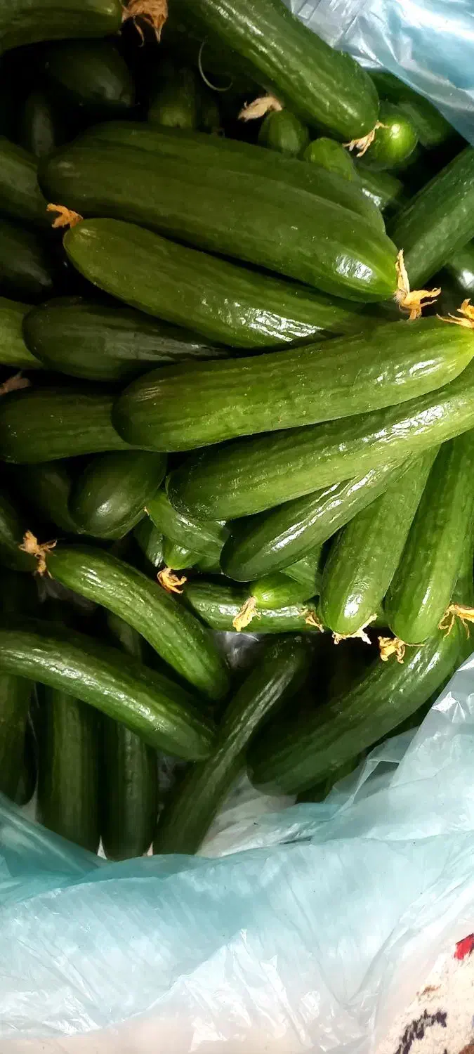 صیفیجات گلخانه ای صادارتی|عمدهفروشی|آستارا, |دیوار