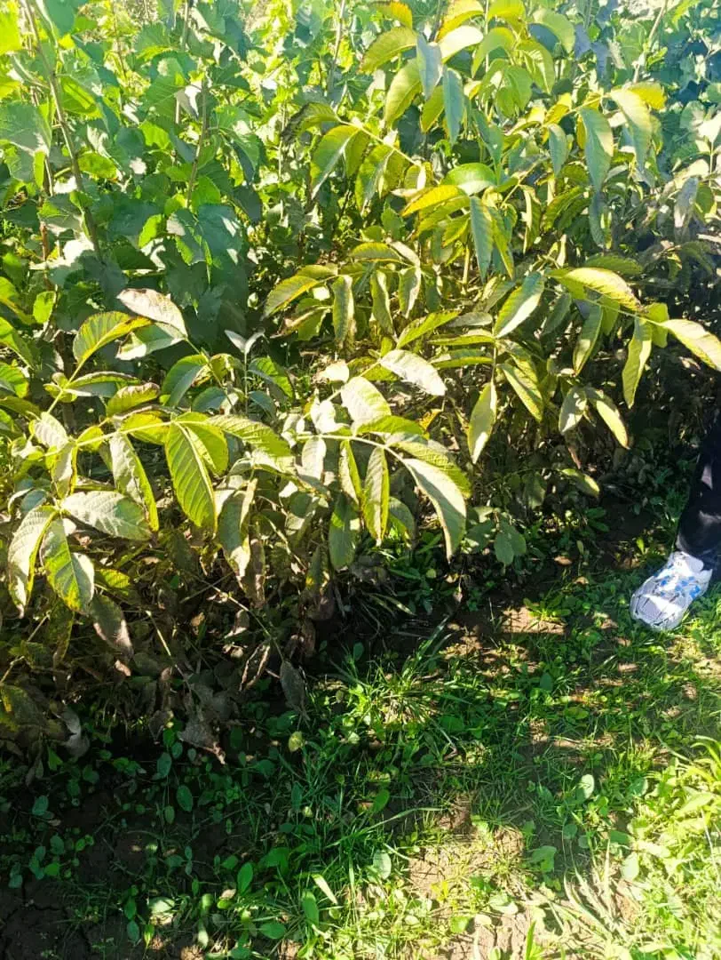 عرضـه نهـالــهای ریشه لخت|خدمات باغبانی و درختکاری|قیدار, |دیوار