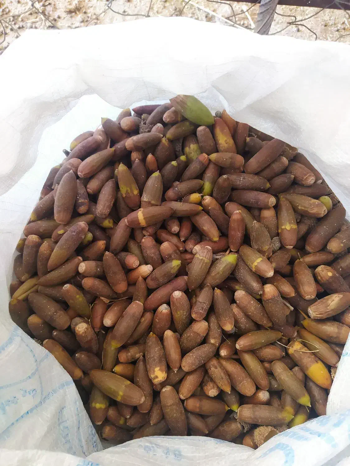 بریو|حیوانات مزرعه|گچی, |دیوار