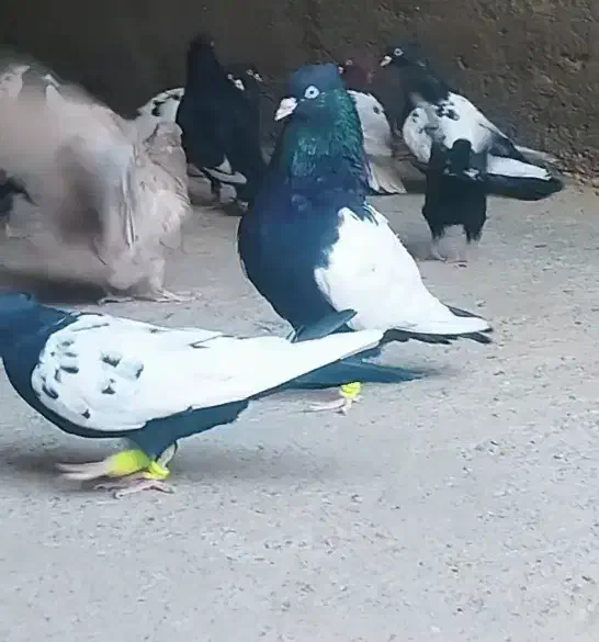 نروماده سینه سیاه کله سرخ و طوقی هفت رنگ|پرنده|مشهد, گلبرگ شمالی|دیوار