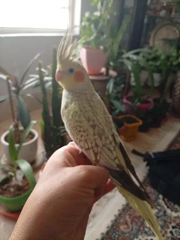 عروس هلندی ماده مولد۱۴۰۰|پرنده|کرمان, |دیوار