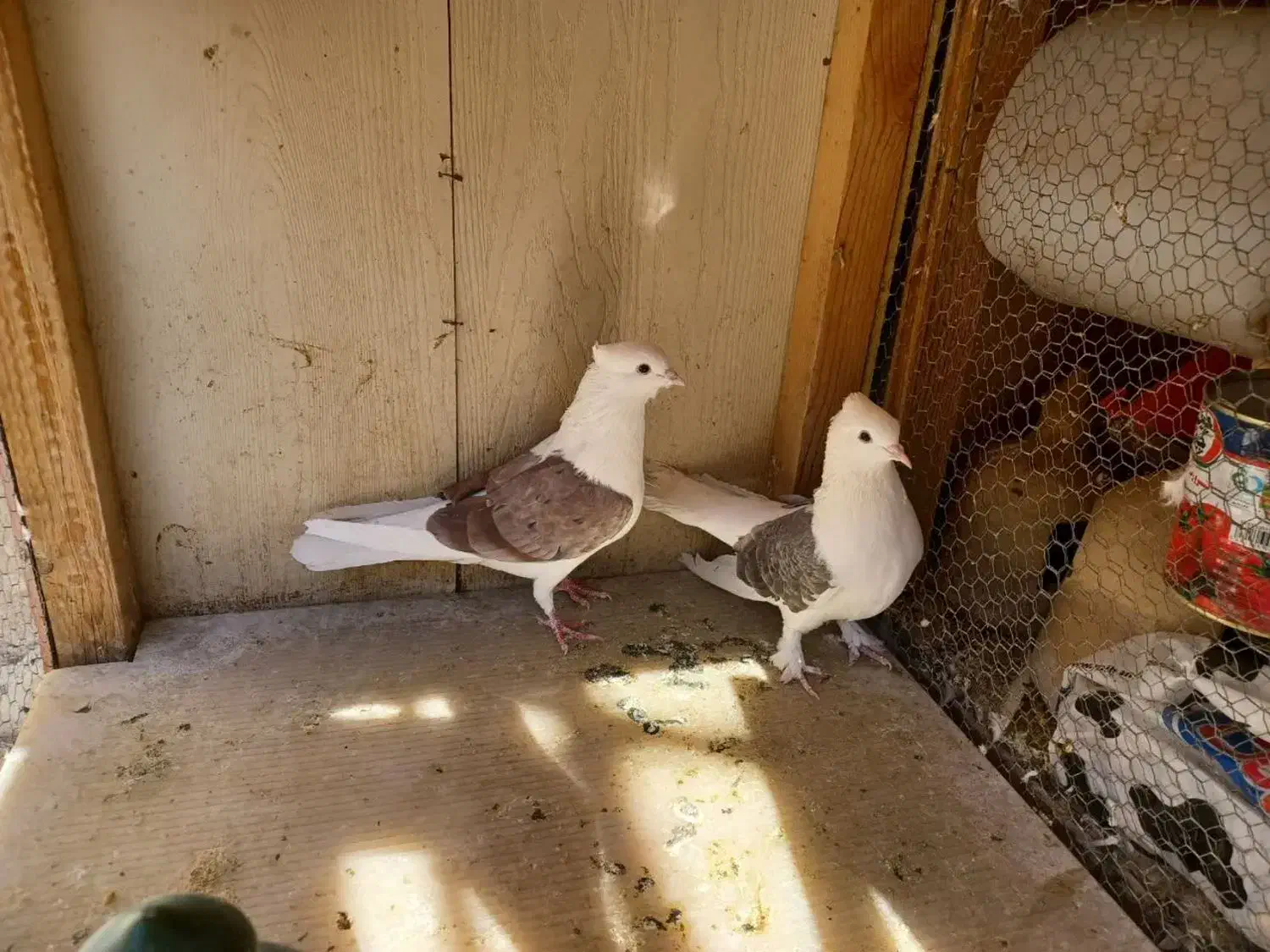 کفتر|پرنده|قم, بکایی|دیوار