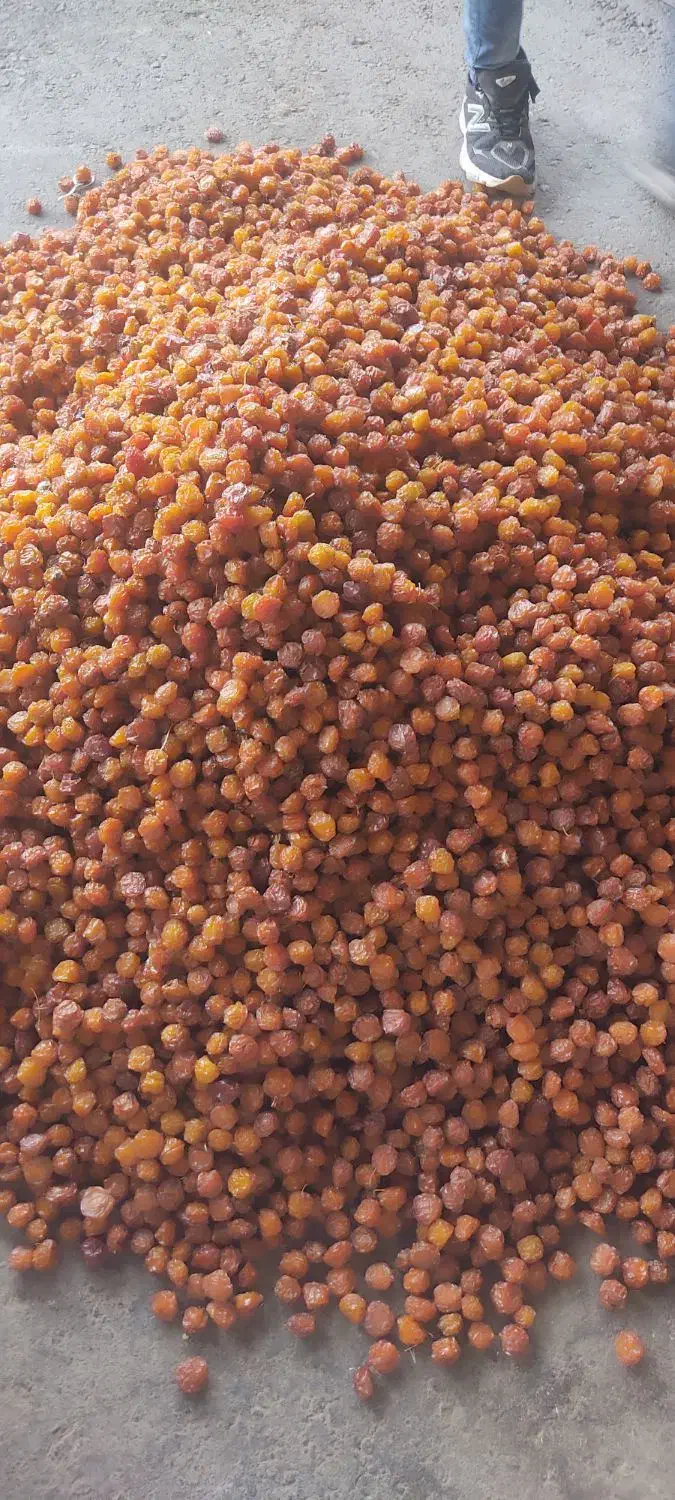 تخمه آفتابگردان و انواع آلو|حراج|خرمدره, |دیوار