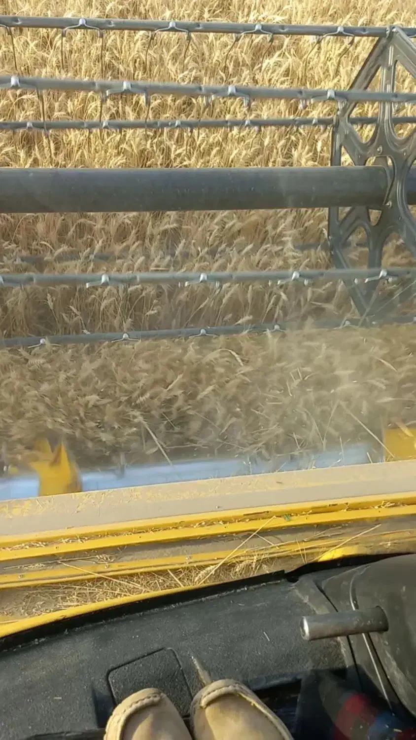 گندوم ابی پیشگام|عمده‌فروشی|مهاباد (آذربایجان غربی), |دیوار