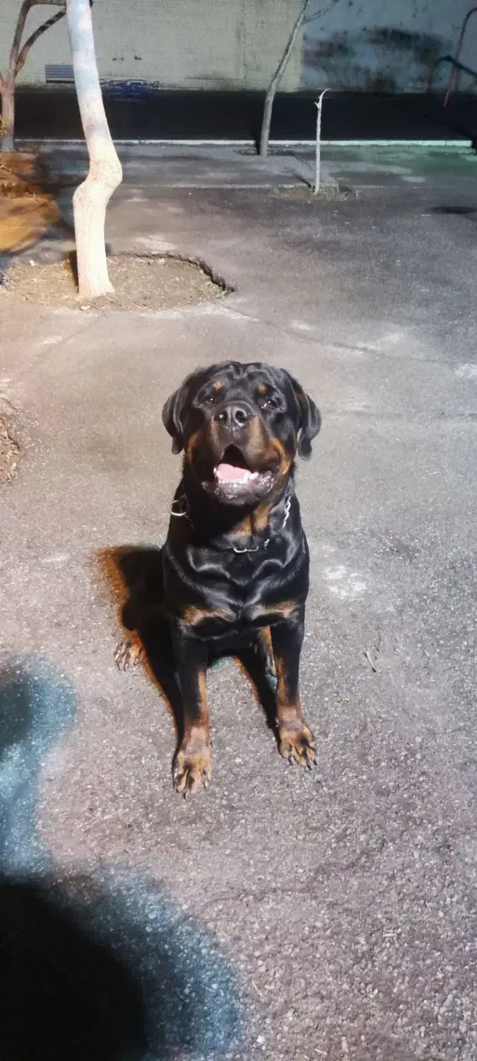 واگذاری ژرمن روت پیتبول|سگ|تهران, سلسبیل شمالی|دیوار