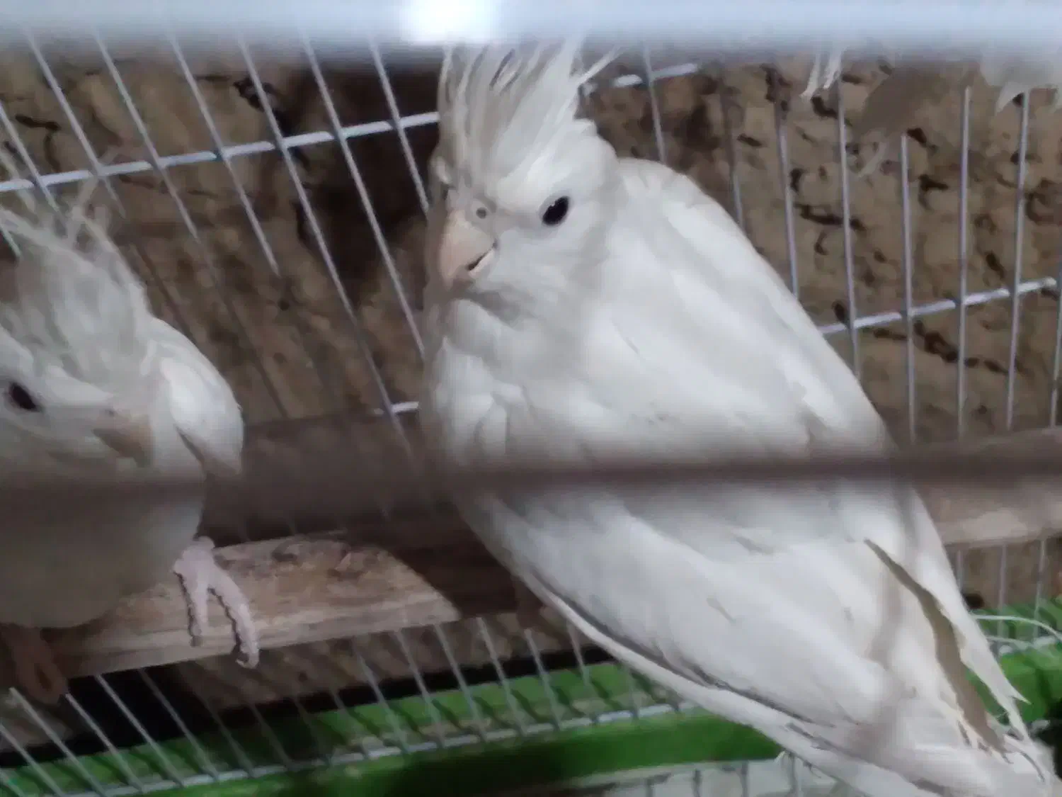 عروس هلندی البینو|پرنده|بهاباد, |دیوار