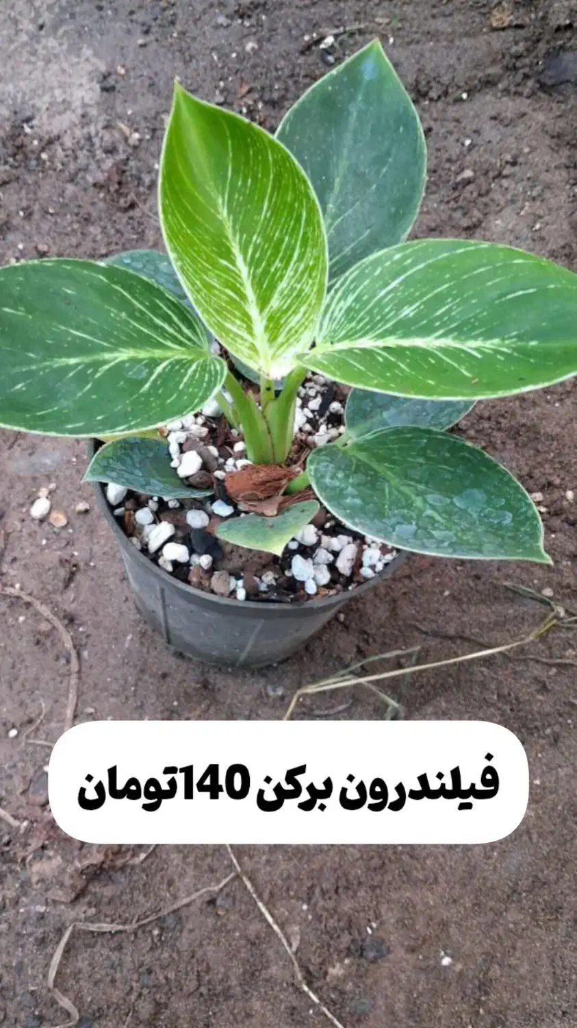 گل های آپارتمانی|گل و گیاه طبیعی|رودبنه, |دیوار