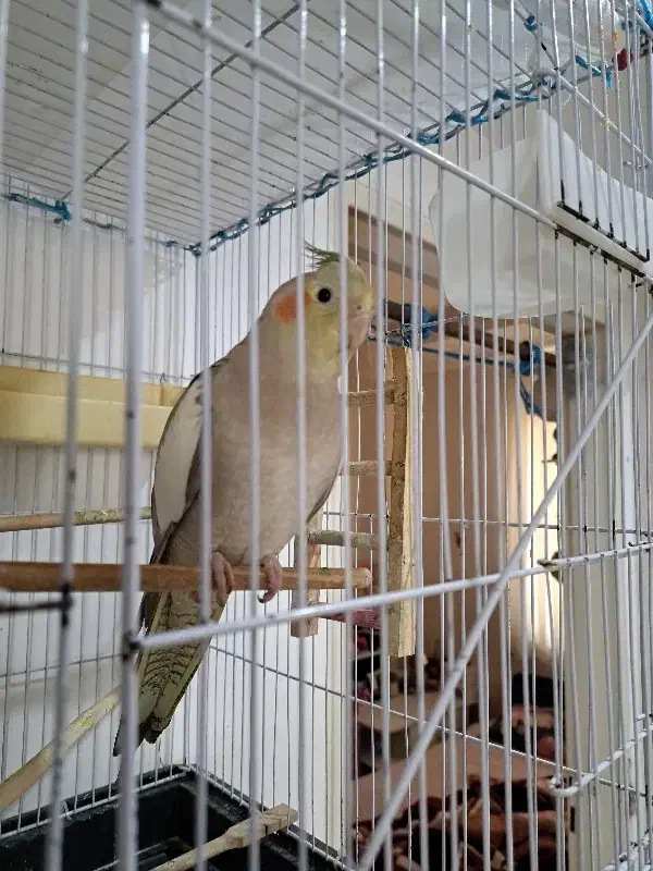 عروس هلندی ماده|پرنده|کهریزک, |دیوار