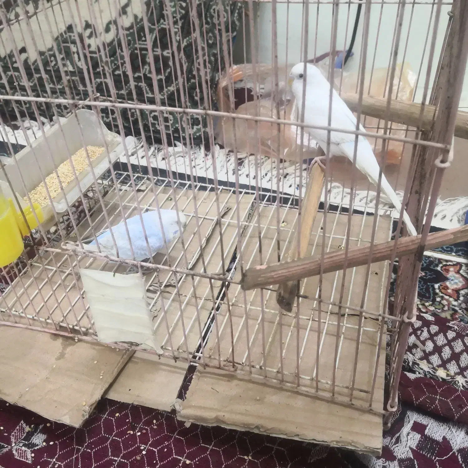 مرغ عشق|پرنده|خورموج, |دیوار