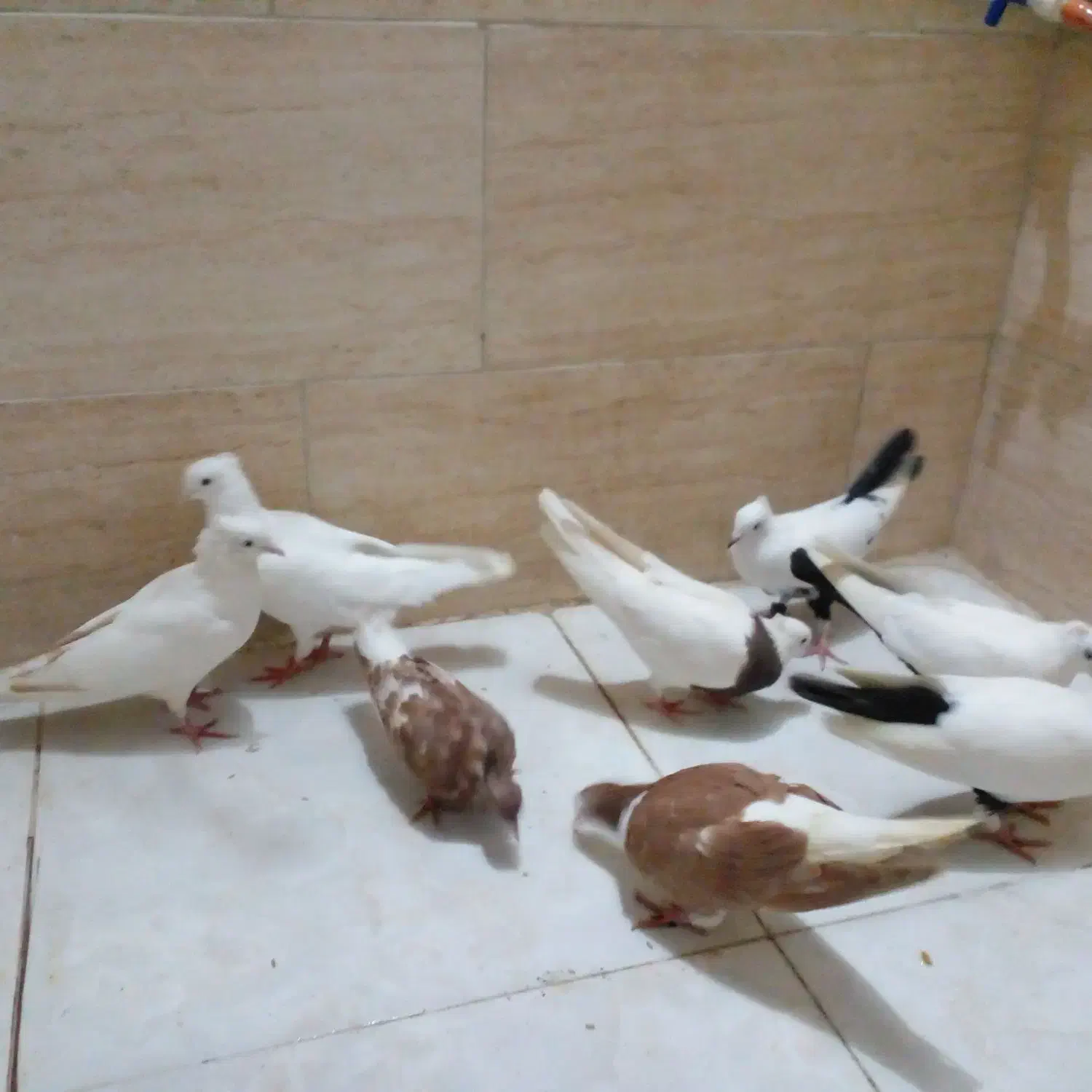 رنگی بی نقص|پرنده|بندر ماهشهر, |دیوار
