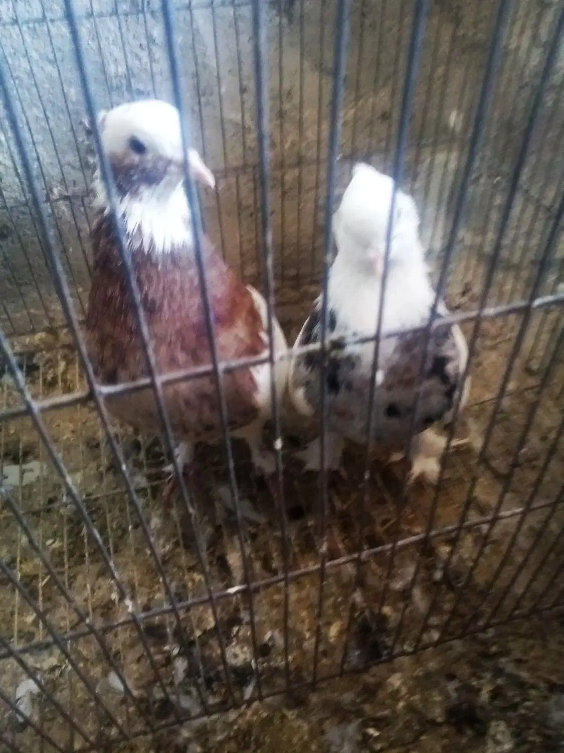 چهار جفت توقی ی جفت کله سیاه پاک کوار|پرنده|طسوج, |دیوار