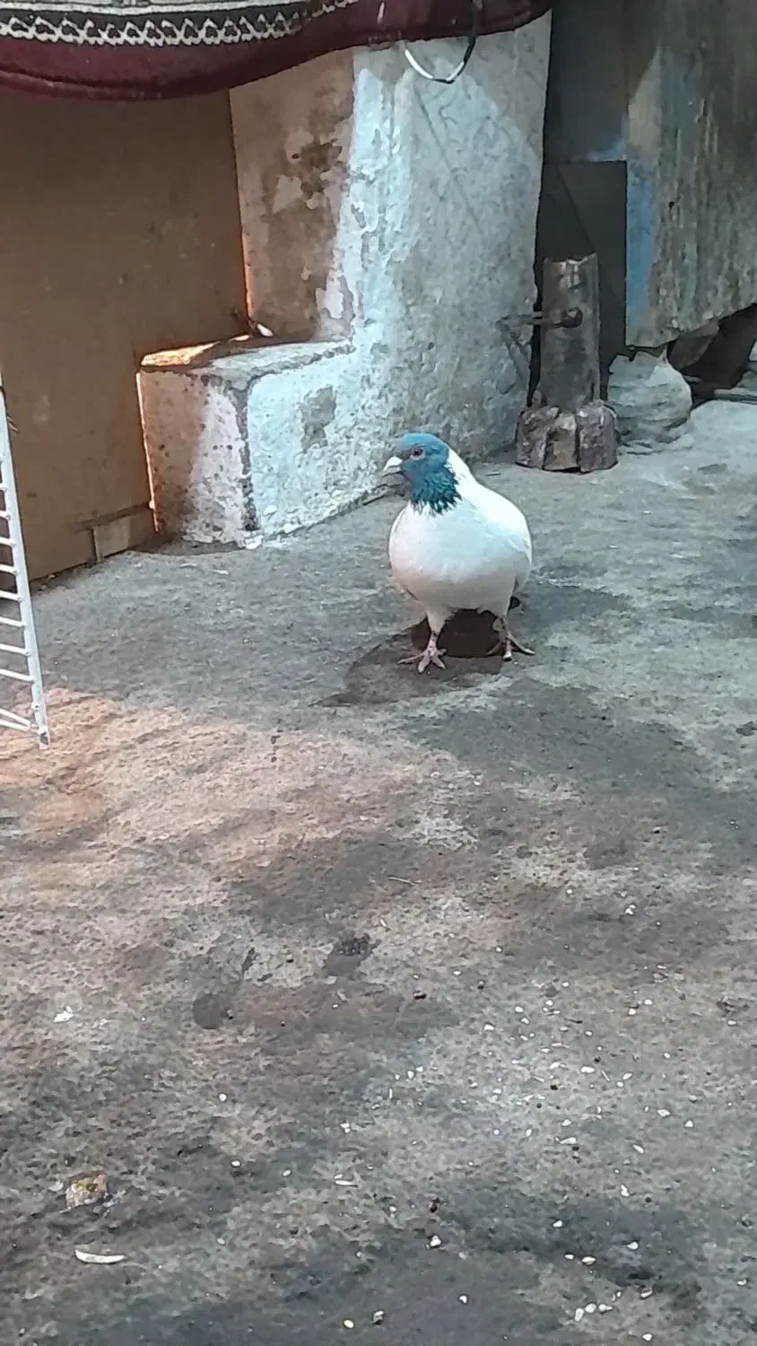 گوباش|پرنده|اردبیل, |دیوار