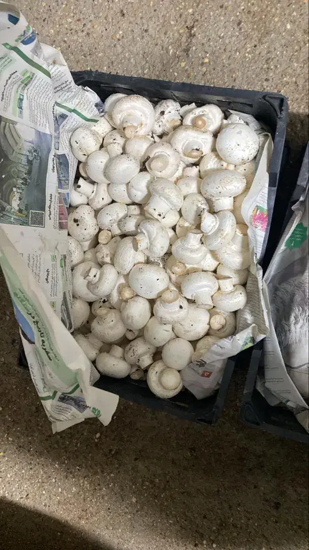 فروش قارچ دجه ۱|خوردنی و آشامیدنی|اهواز, شهرک دانشگاه|دیوار