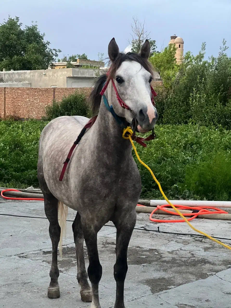 اسب کرد|اسب و تجهیزات اسب‌سواری|نوشین شهر, |دیوار