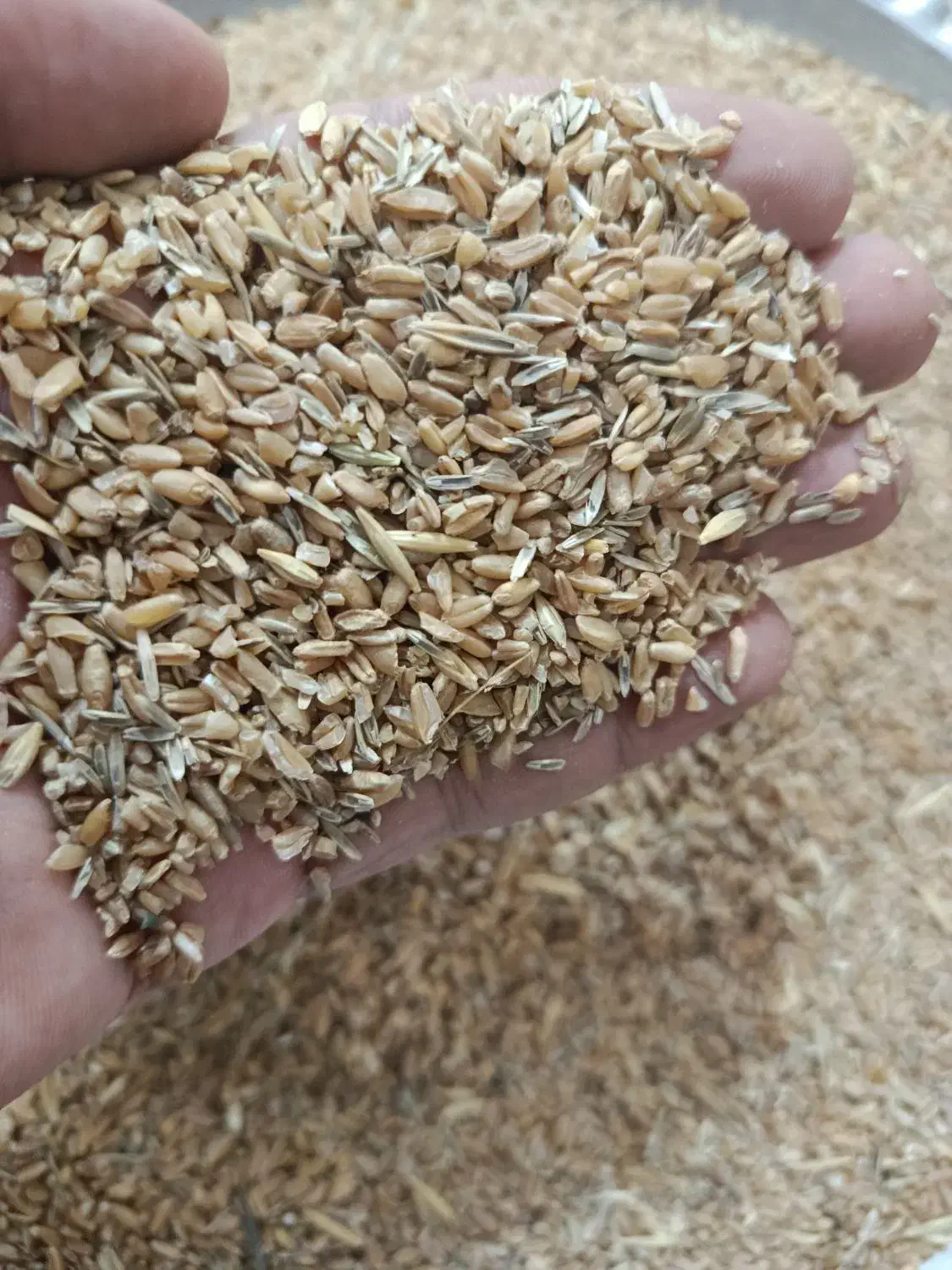 گندم شکسته 2تن. (24500تومن)|عمده‌فروشی|رامشیر, |دیوار