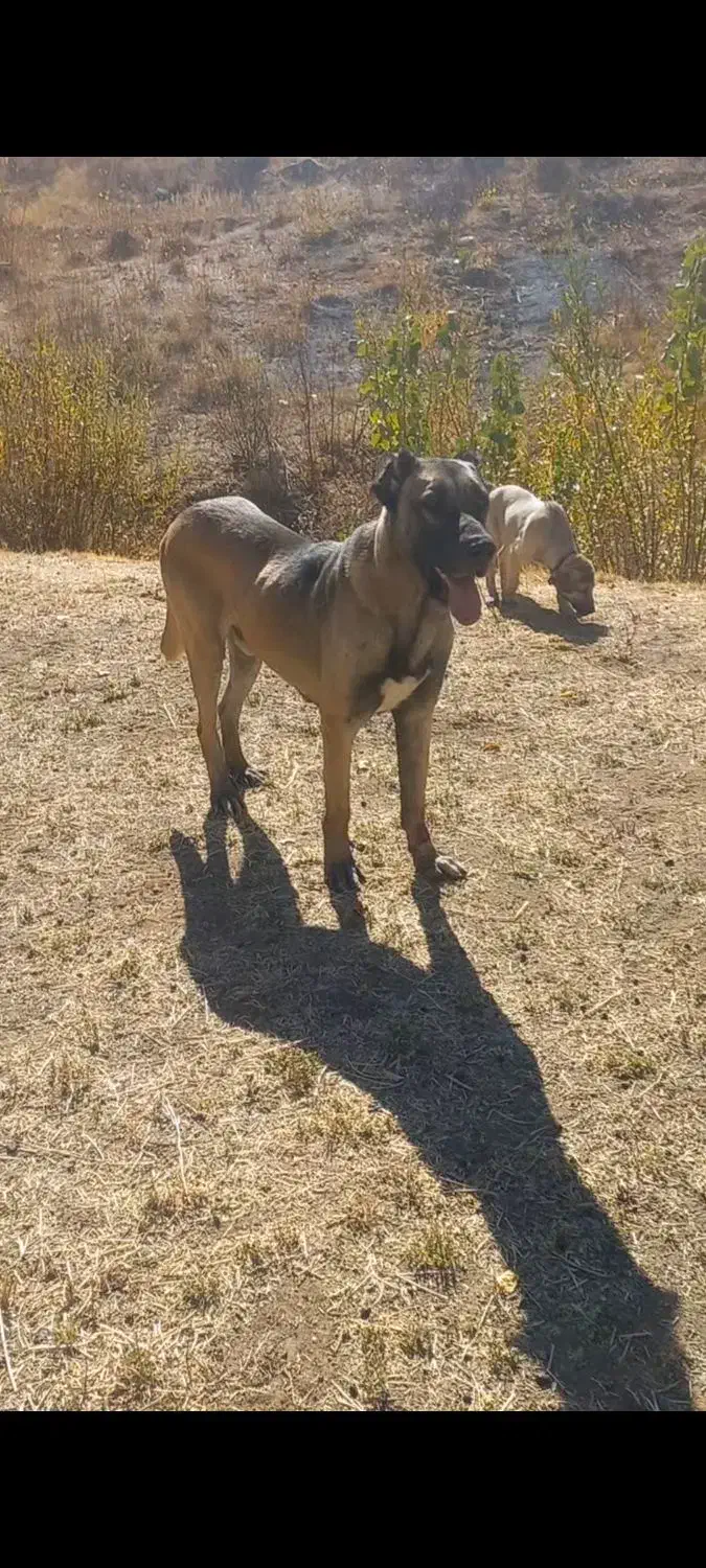 سگ سرابی اصیل معاوضه با عراقی یا کفتر|سگ|بهار, |دیوار