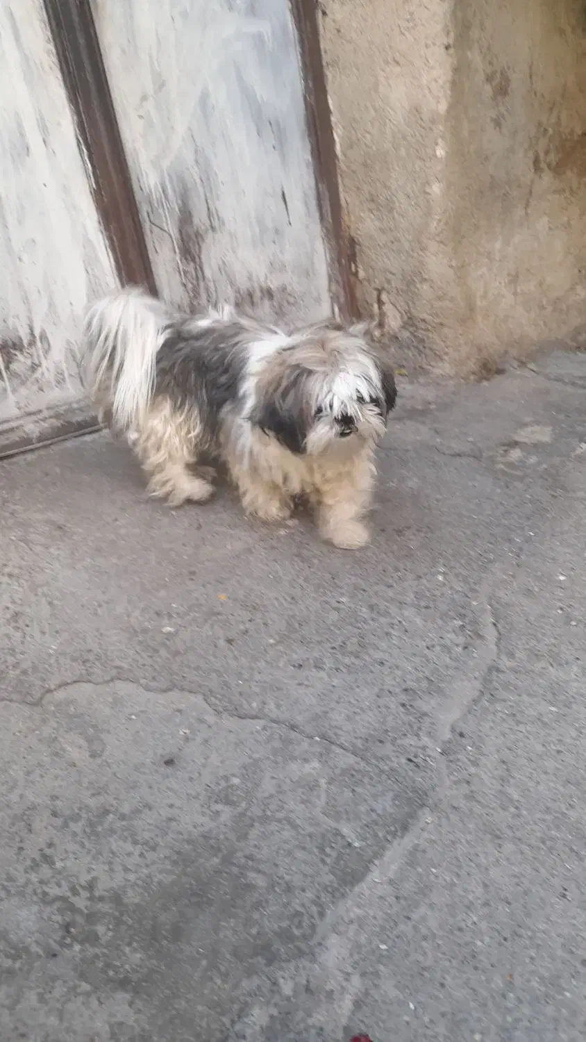 سگ شیتزو|سگ|خرمآباد, |دیوار