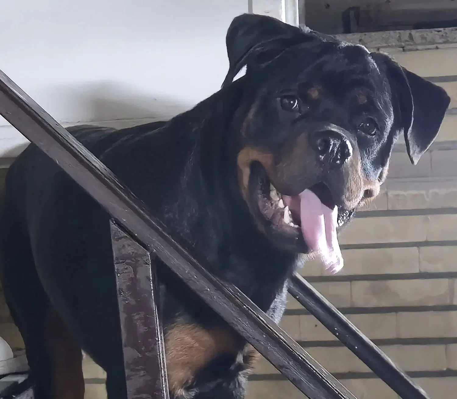 سگ روتوایلر نر 11ماهه|سگ|تهران, هاشمی|دیوار