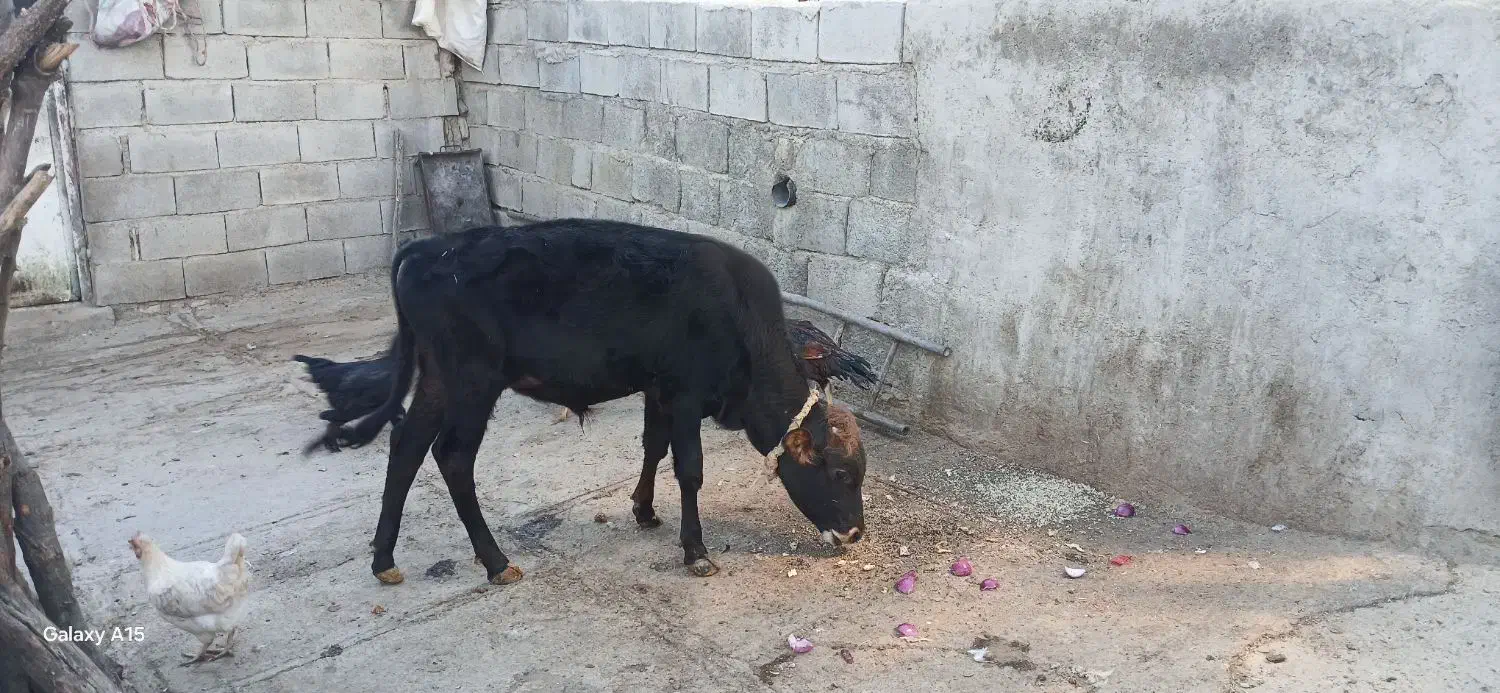 گوساله نرفروشی|حیوانات مزرعه|زمکان, |دیوار