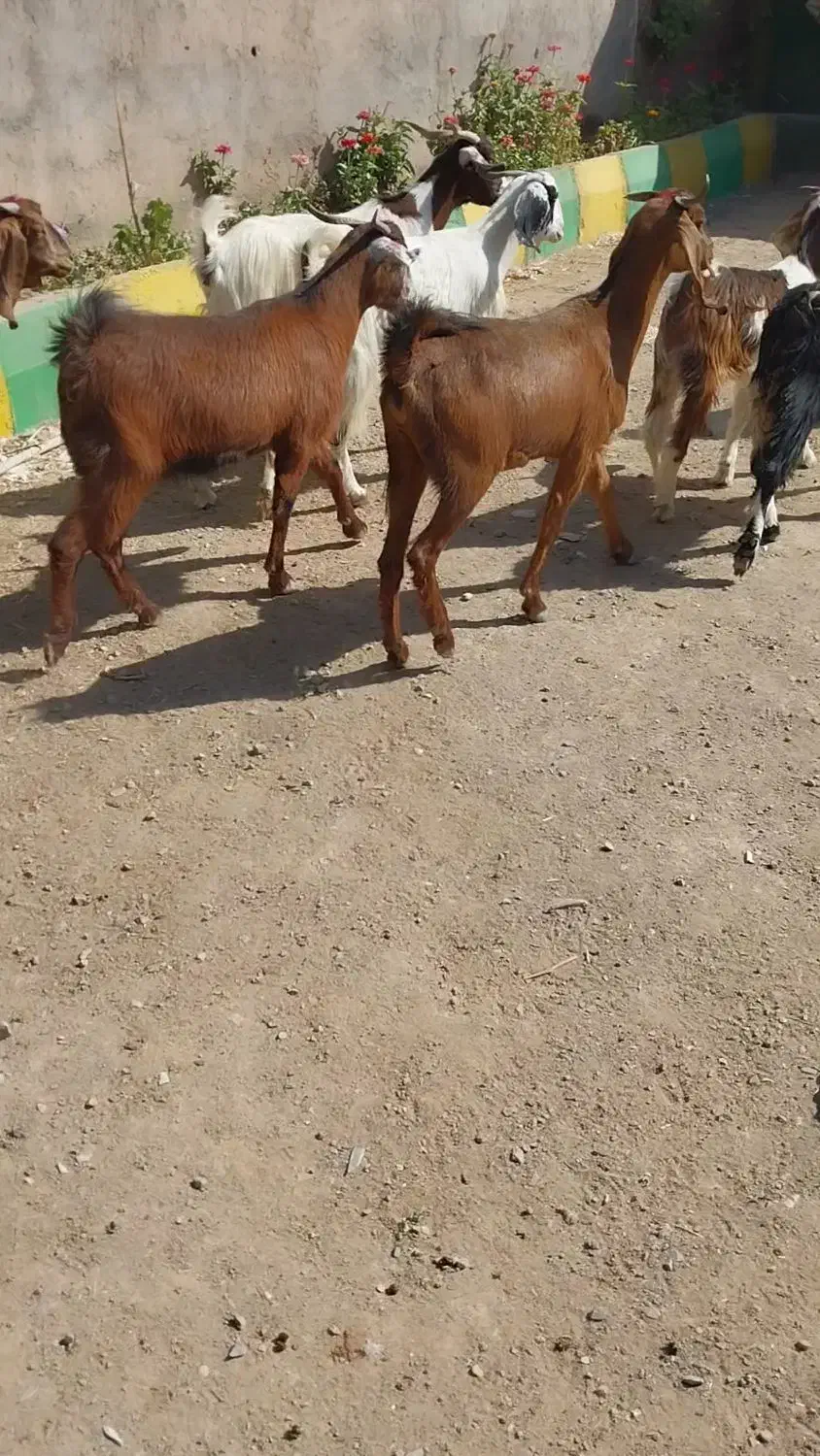 بزغاله ماده بزرگ و کولار چاق وسرحال|حیوانات مزرعه|کاشمر, |دیوار