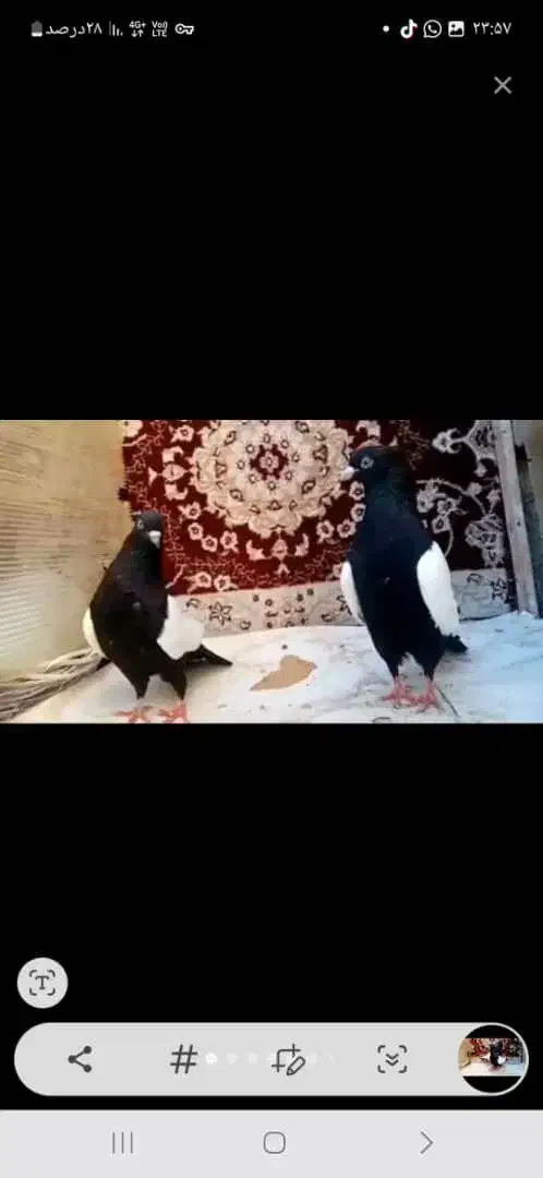 کله سیا|پرنده|کرمان, |دیوار