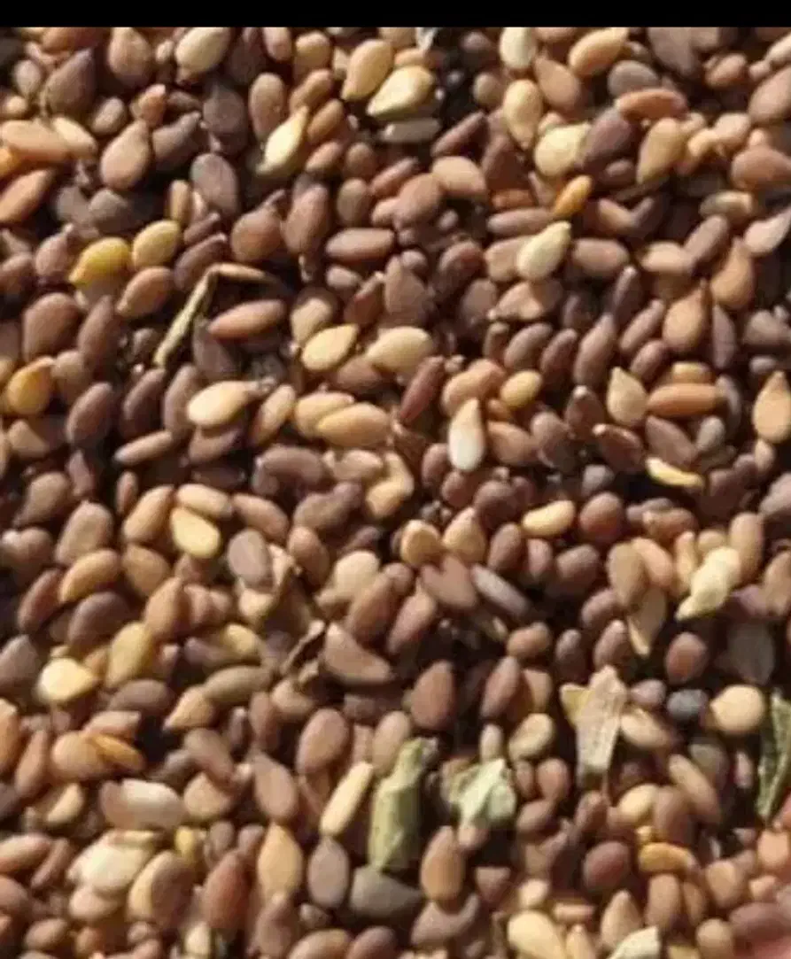 کنجدمحلی|عمده‌فروشی|باوی, |دیوار