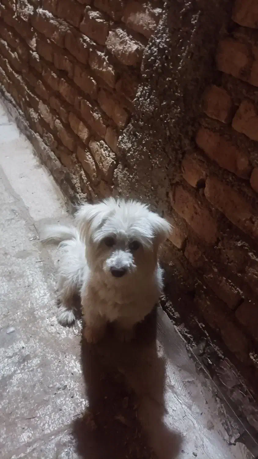 سگ شیتزو ماده .باهوش خوشگل و تر تمیز .|سگ|ورامین, ورامین|دیوار