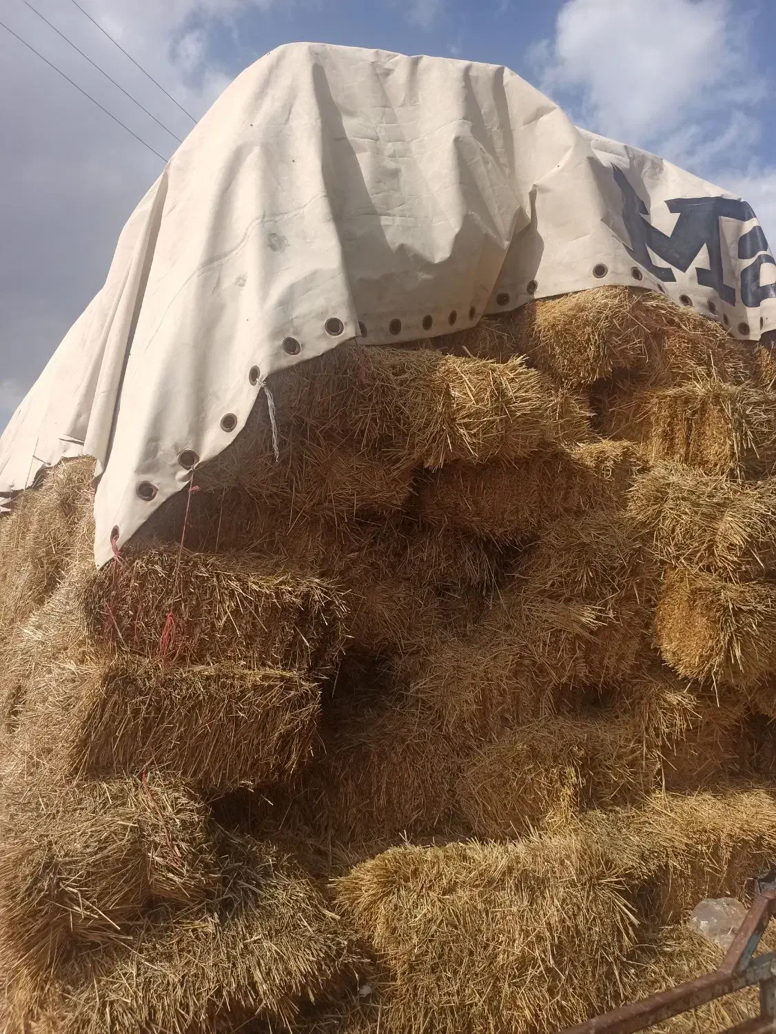 کولش گندم|لوازم جانبی حیوانات|نوشین شهر, |دیوار