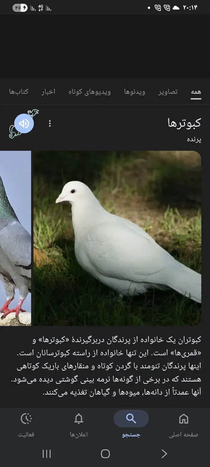 کود پرنده کبوتر|گل و گیاه طبیعی|کوهدشت, |دیوار