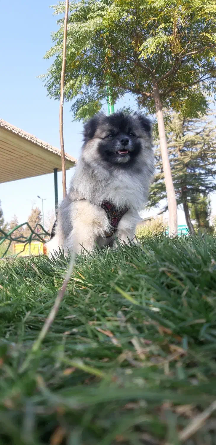 سگ ۳ عدد|سگ|هشتگرد, شهرک کوثر|دیوار