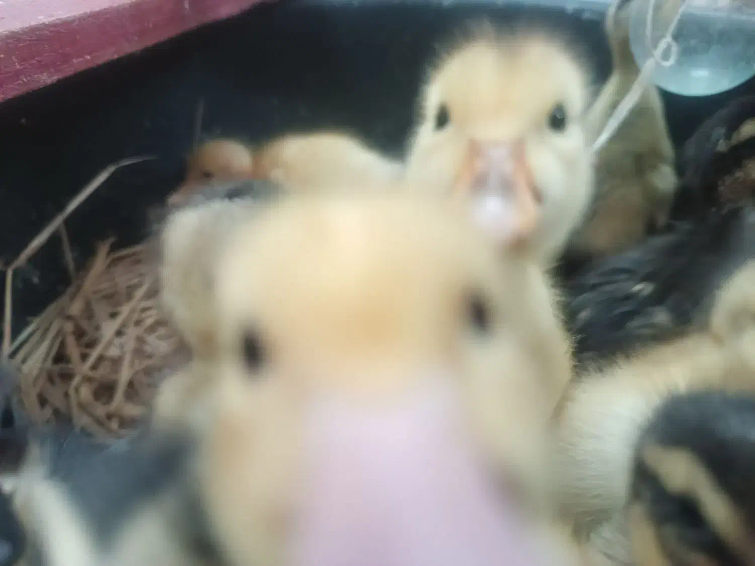 جوجه اردک|حیوانات مزرعه|آستارا, |دیوار