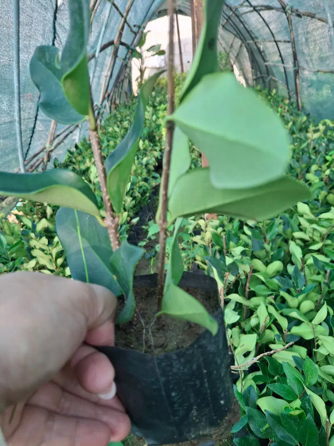 یاس نایلکسی|خدمات باغبانی و درختکاری|کلاچای, |دیوار