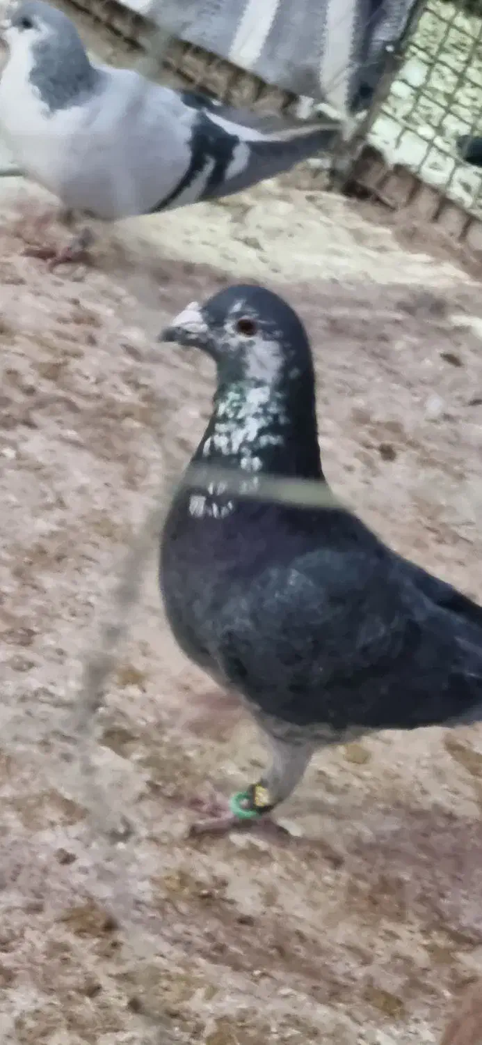 10عدد کبوتر نر پرشی|پرنده|اسفراین, |دیوار