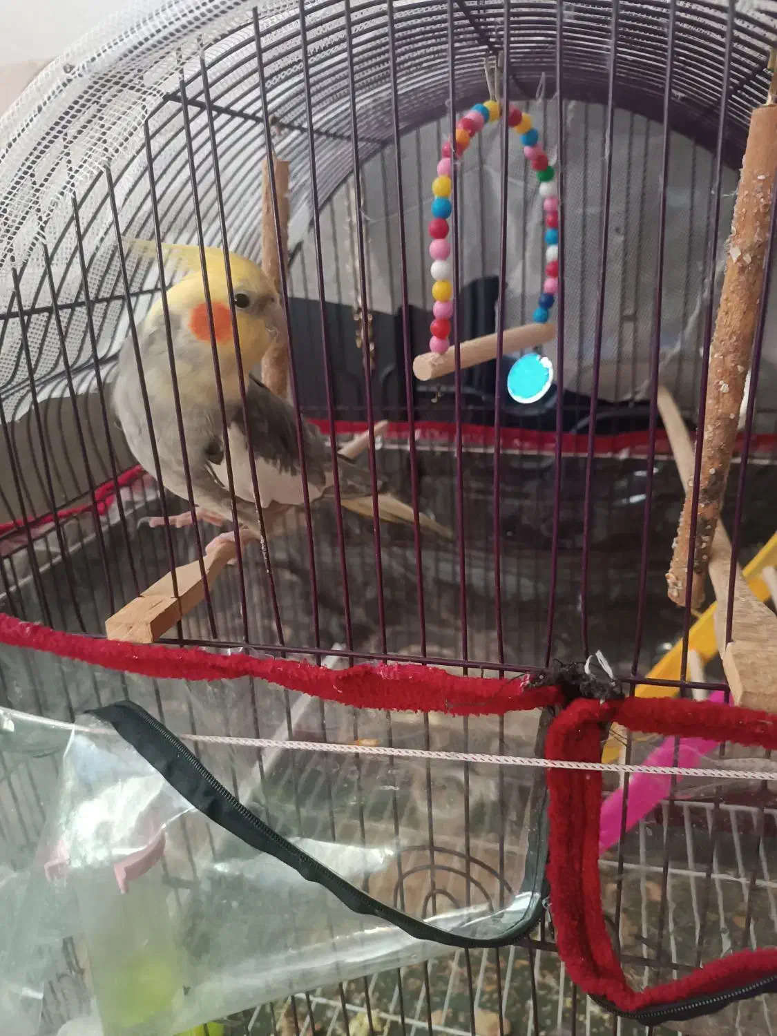 عروس هلندی سخنگو معاوضه|پرنده|سراب, |دیوار