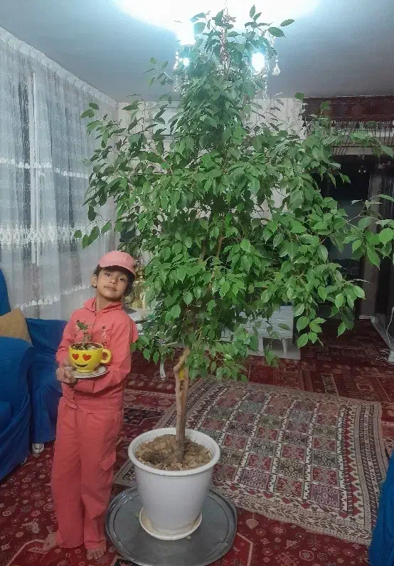 درختچه بنجامین آمستر سروزینتی|گل و گیاه طبیعی|گلبهار, شهر جدید گلبهار|دیوار