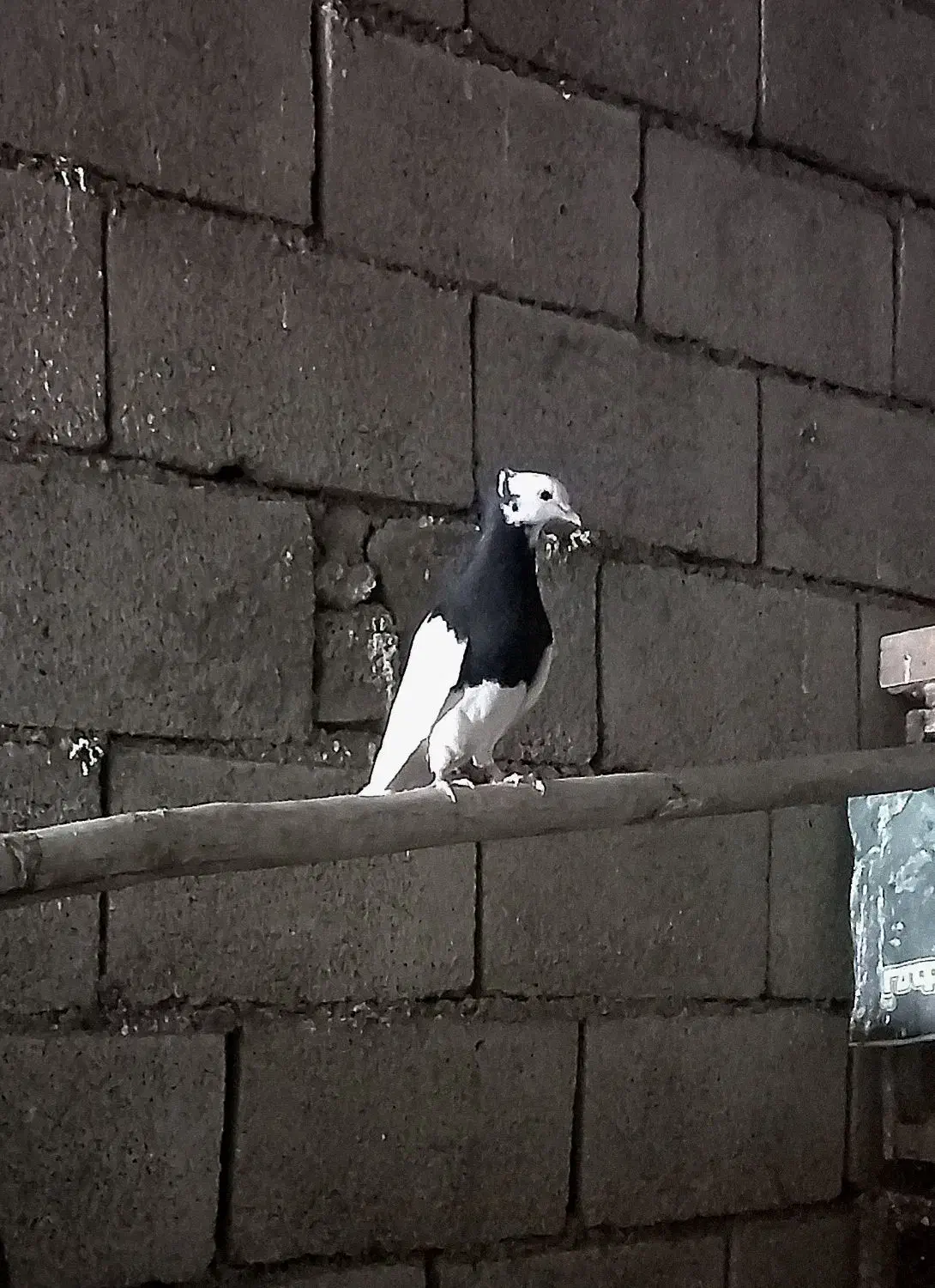 طوقی|پرنده|دره شهر, |دیوار