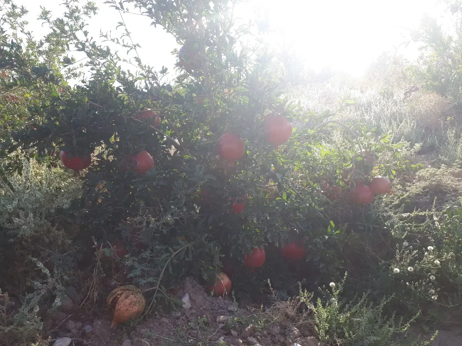 باغ ۵۵۰۰ متری ورودی جاده سد|فروش دفتر صنعتی، کشاورزی، تجاری|ساوه, |دیوار