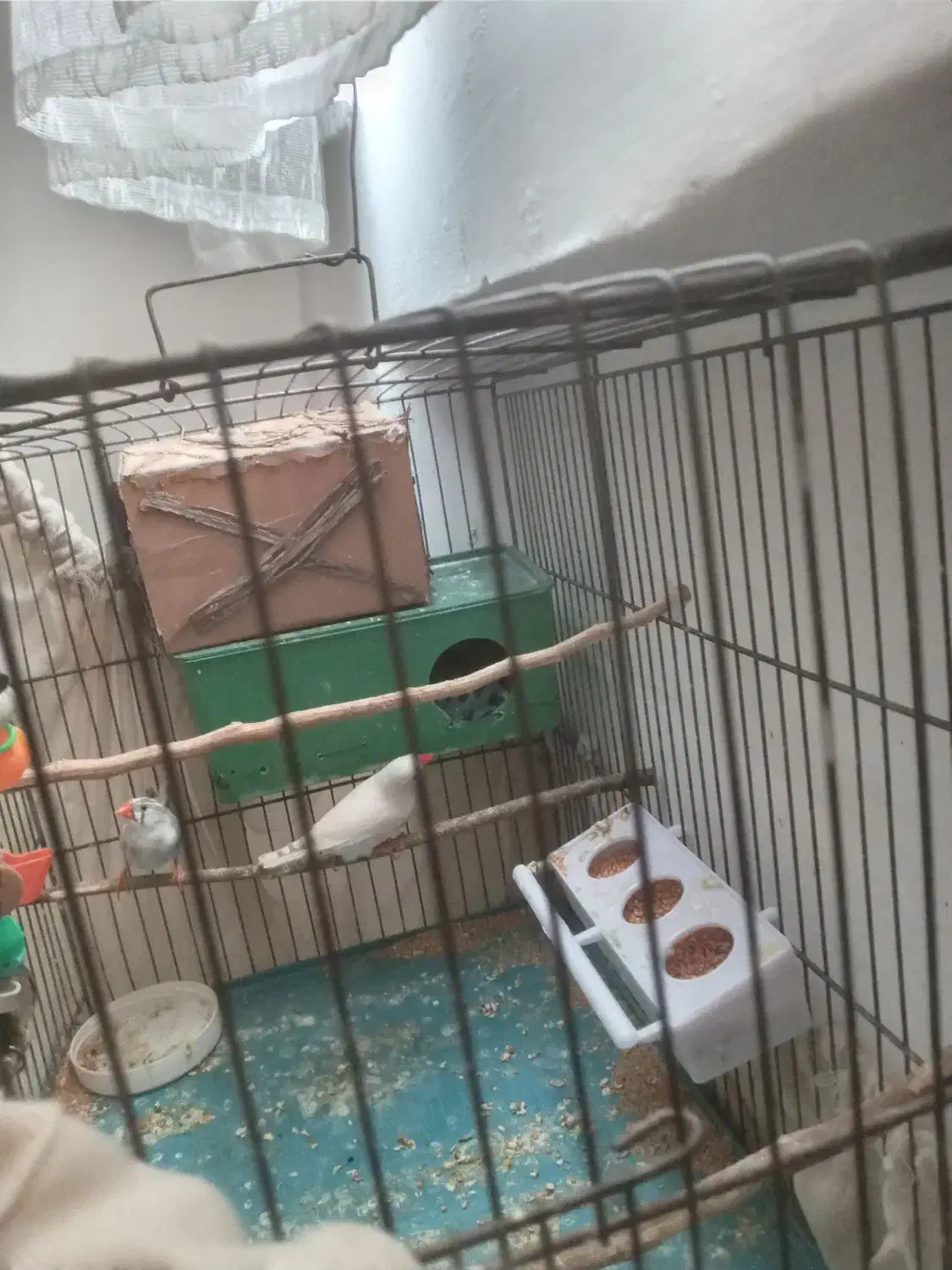 یک جفت فنچ مولد|پرنده|تاکستان, |دیوار