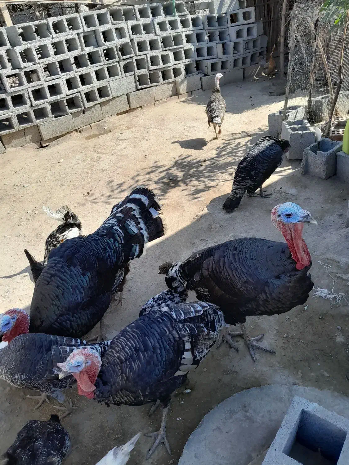 بوقلمون محلی|حیوانات مزرعه|کهنوج, |دیوار