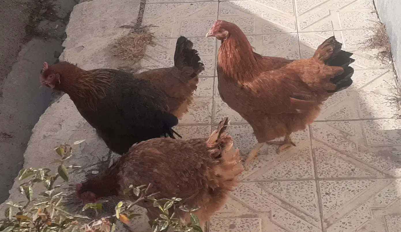 فروش مرغ تخمگذار. پا پر  و محلی تخم مرغ بزرگ|حیوانات مزرعه|ابهر, |دیوار